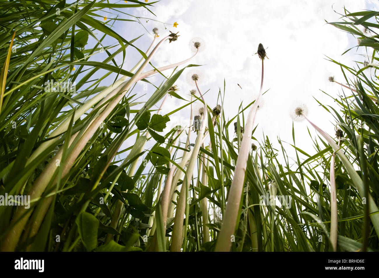 Dandelions, Salzburg, Austria Stock Photo