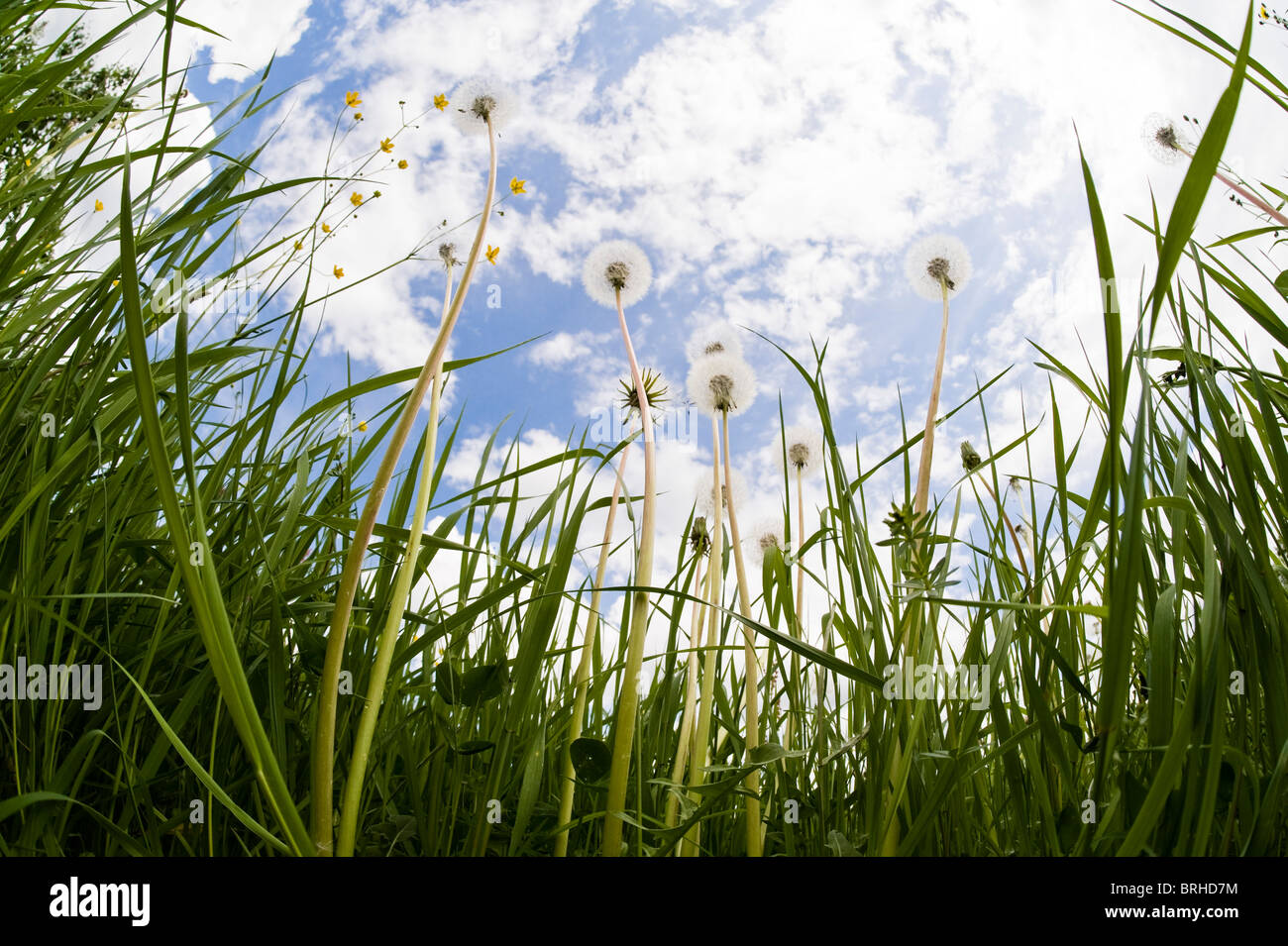 Dandelions, Salzburg, Austria Stock Photo