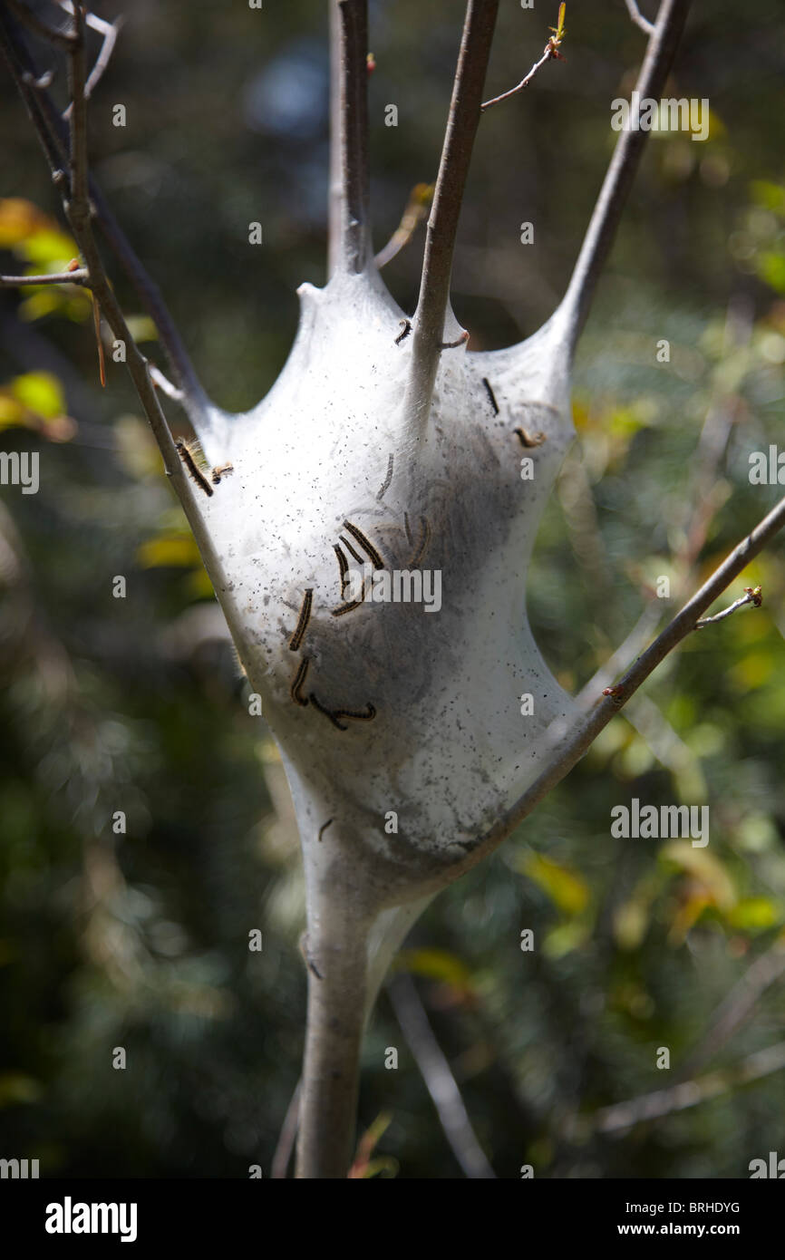 Caterpillars in nest hi-res stock photography and images - Alamy