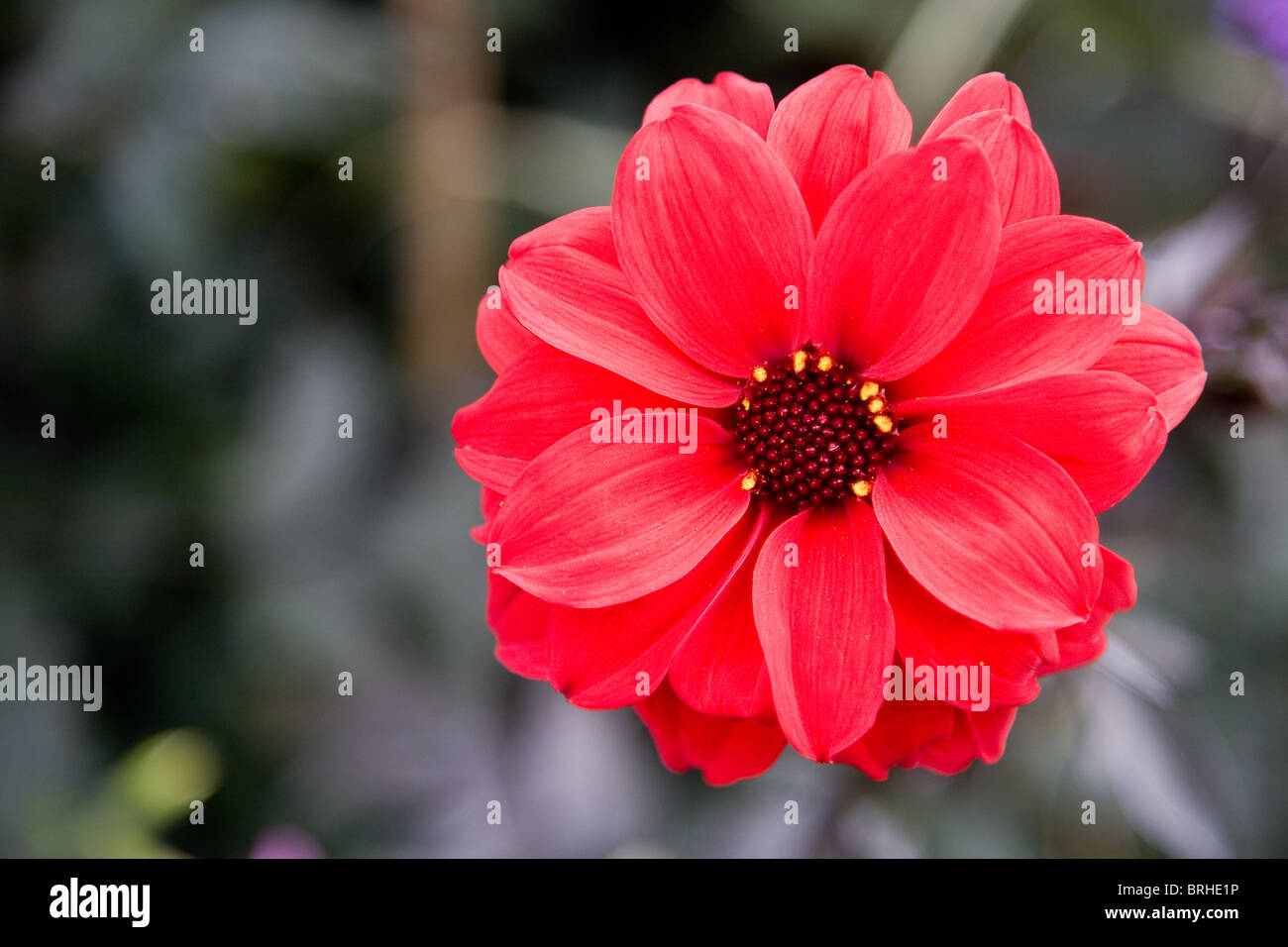 Dahlia of Llandaff" , peony flowered Stock Photo Alamy