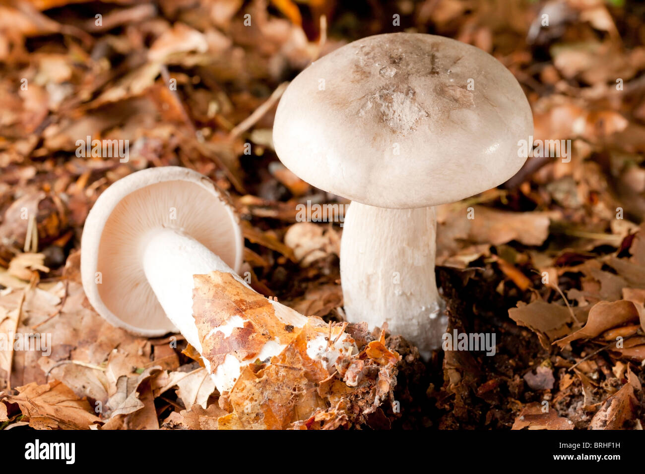The Ivory waxy cap mushrooms (Hygrophorus eburneus) Stock Photo