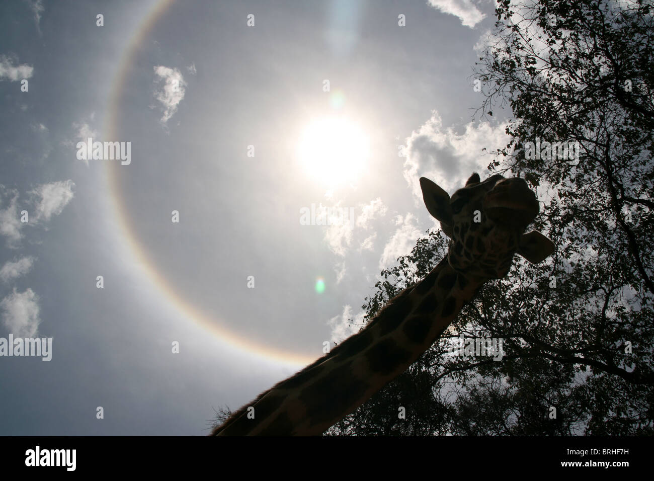 A giraffe towers above the people while a rainbow circles the sun Stock Photo