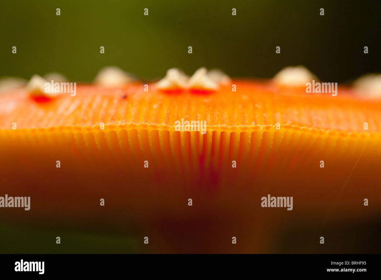 Fungi gills hi-res stock photography and images - Alamy
