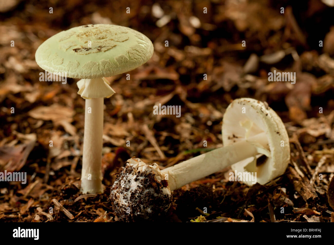 Death cap mushroom (Amanita phalloides) Stock Photo