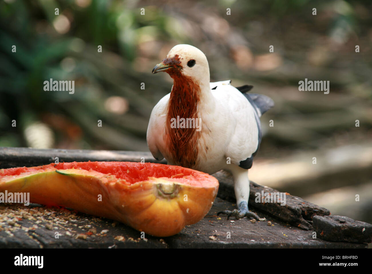 A bird is covered in the juice of the fruit he is eating Stock Photo