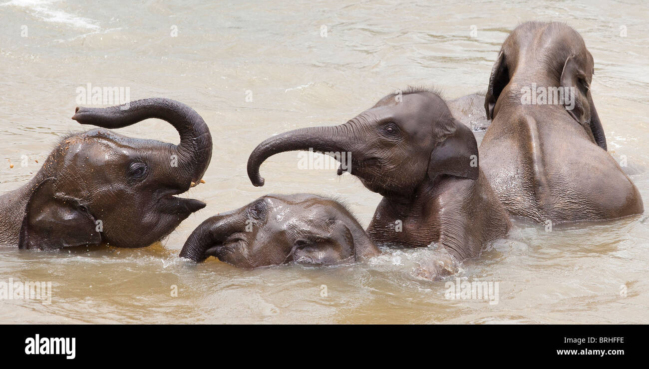 A herd of elephants bathing in a shallow river near The Pinnawela Elephant Orphanage in Sri Lanka Stock Photo