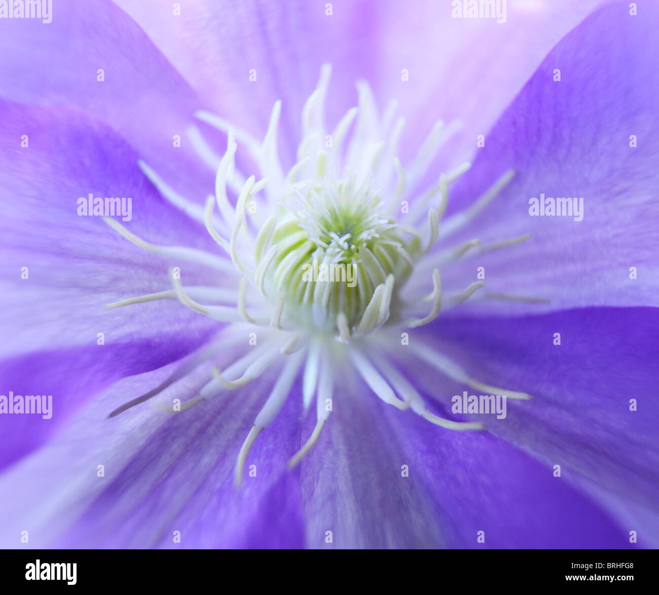Purple centred plant hi-res stock photography and images - Alamy