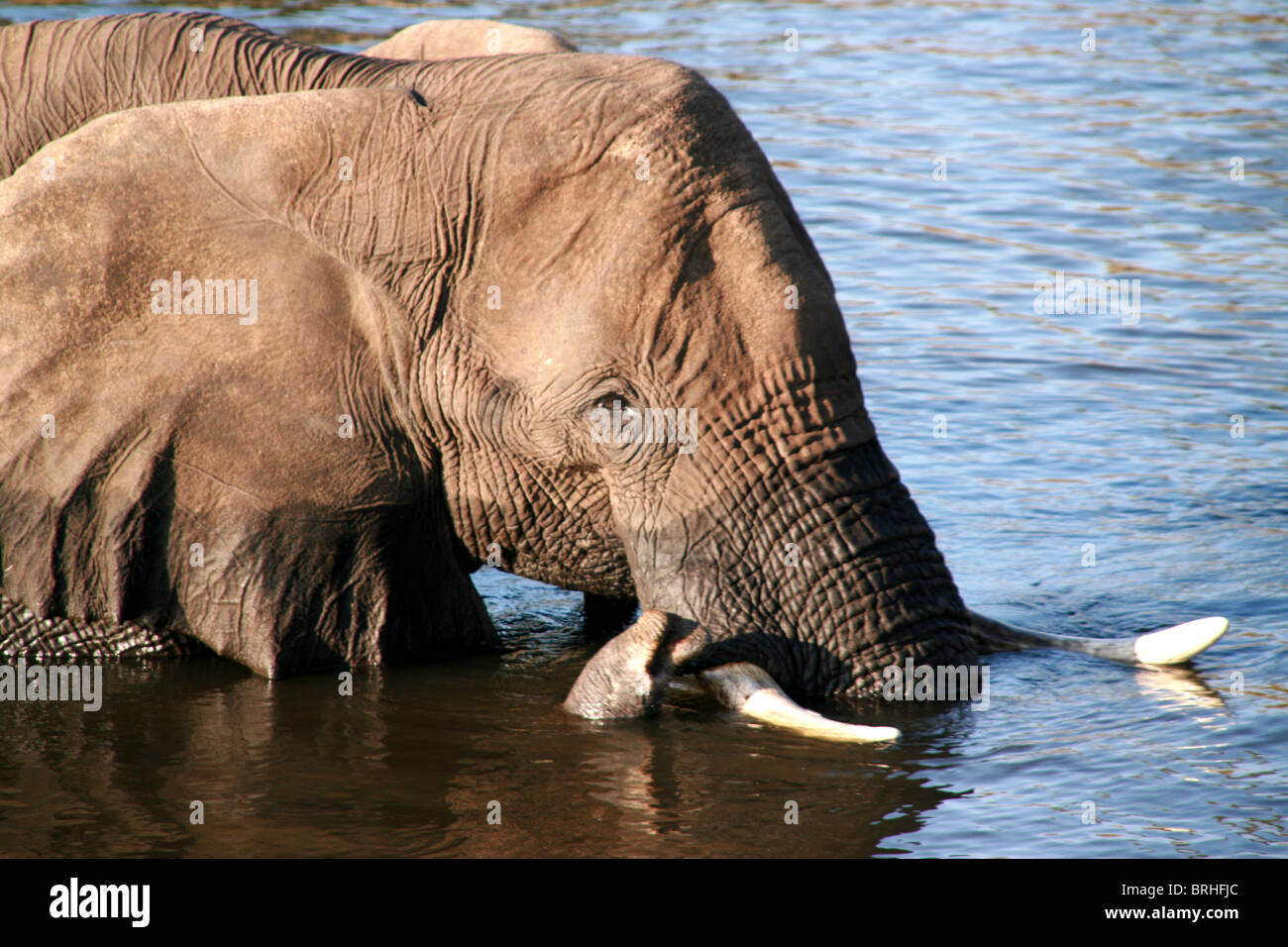 An elephant seeks to cool down in a river, Chobe National Park, Botswana. Stock Photo