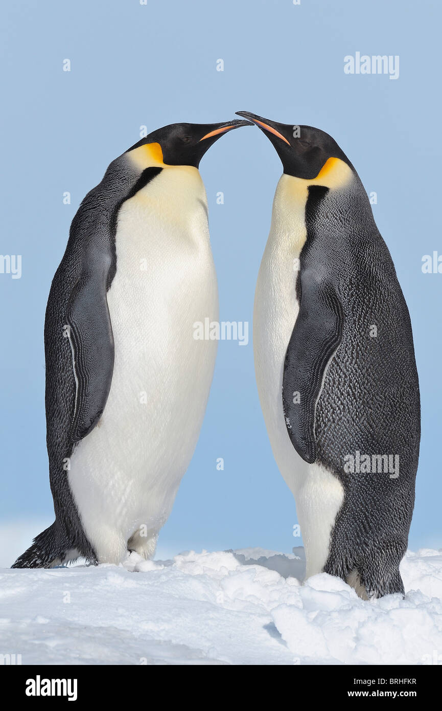 Emperor Penguins, Snow Hill Island, Antarctic Peninsula Stock Photo