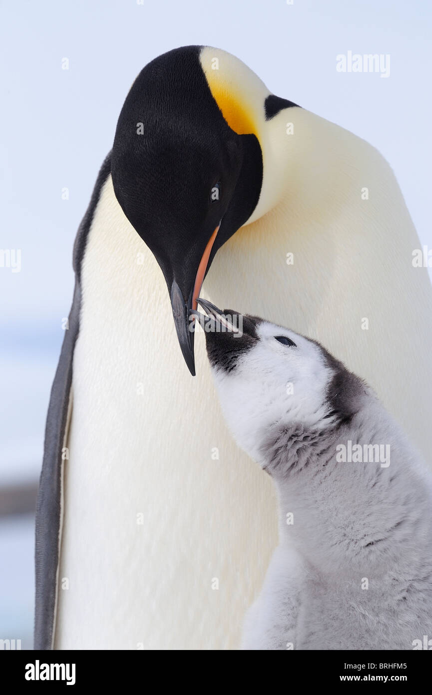 Emperor Penguin Adult And Chick Snow Hill Island Antarctic Peninsula Stock Photo Alamy