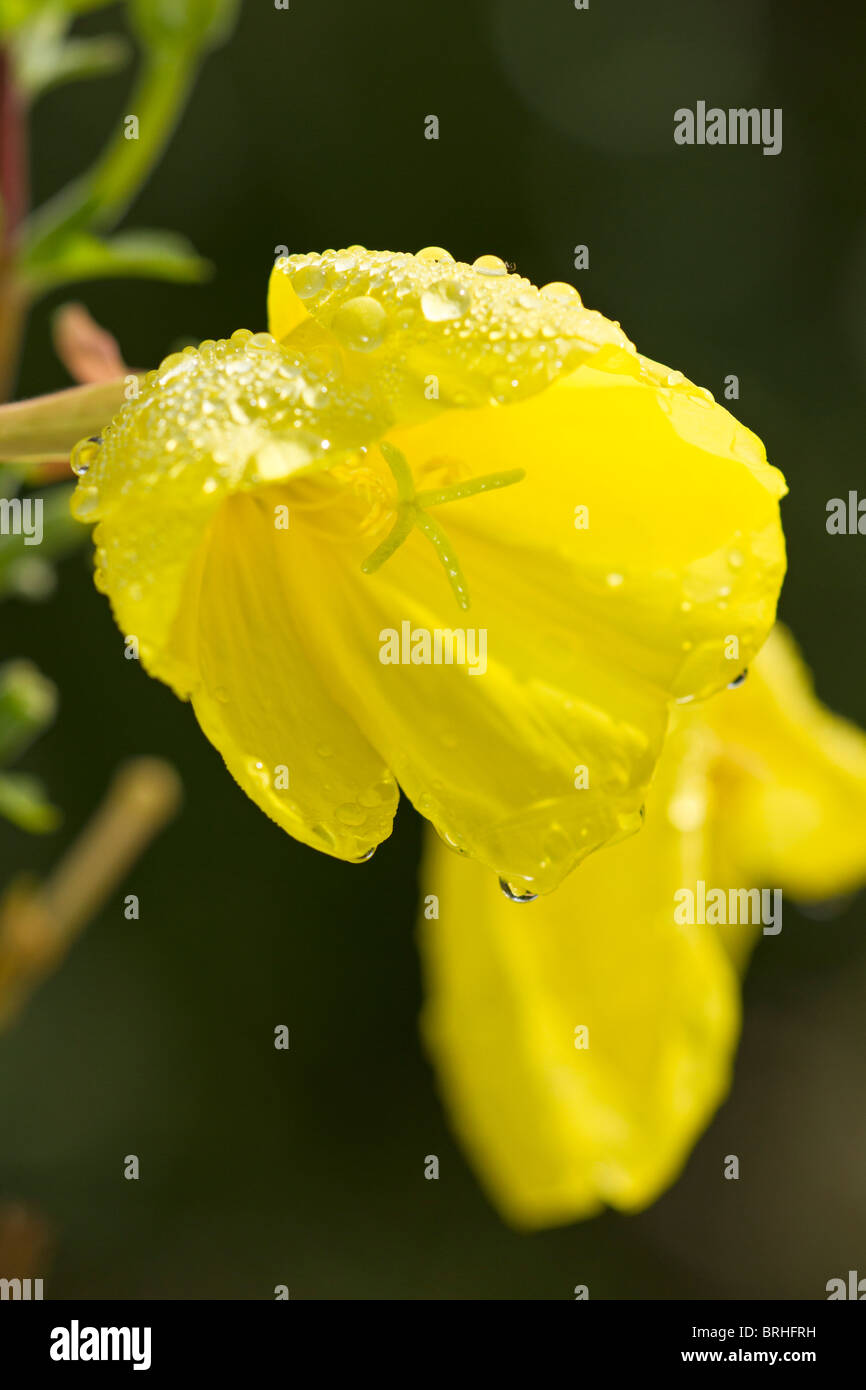 Evening Primrose (Oenothera) flower after a rainshower in early autumn, UK Stock Photo