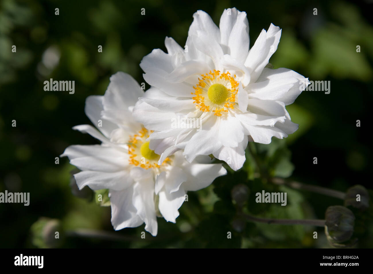 Anemone Hybrida Whirlwind Stock Photo
