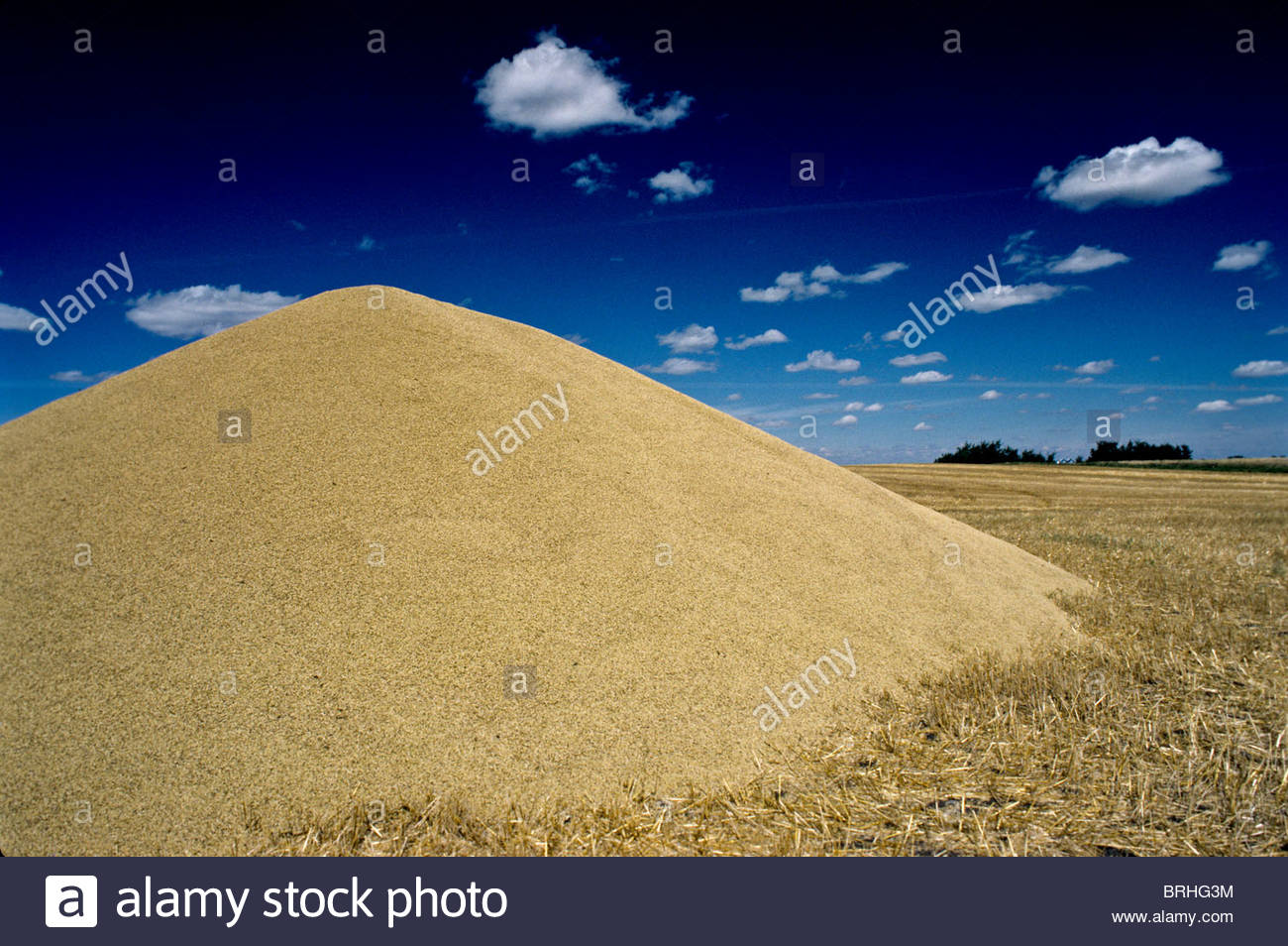 Wheat after combining waits loading in south Saskatchewan field. Stock Photo
