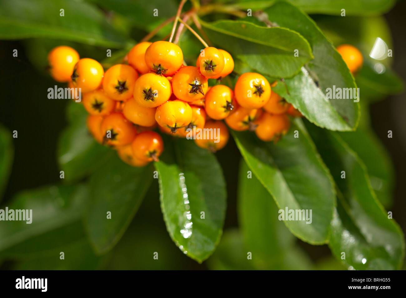 Orange berries on Firethorn (Pyracantha 'Soleil d'Or') shrub in autumn in UK Stock Photo
