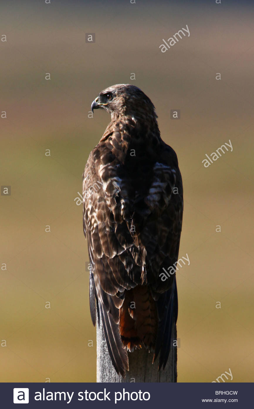 A Red Tail Hawk Surveys The National Elk Refuge Near Jackson