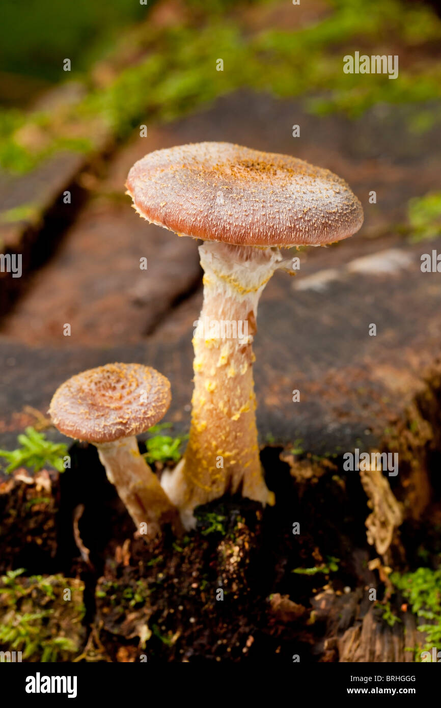 Young Honey mushrooms (Armillaria gallica) Stock Photo