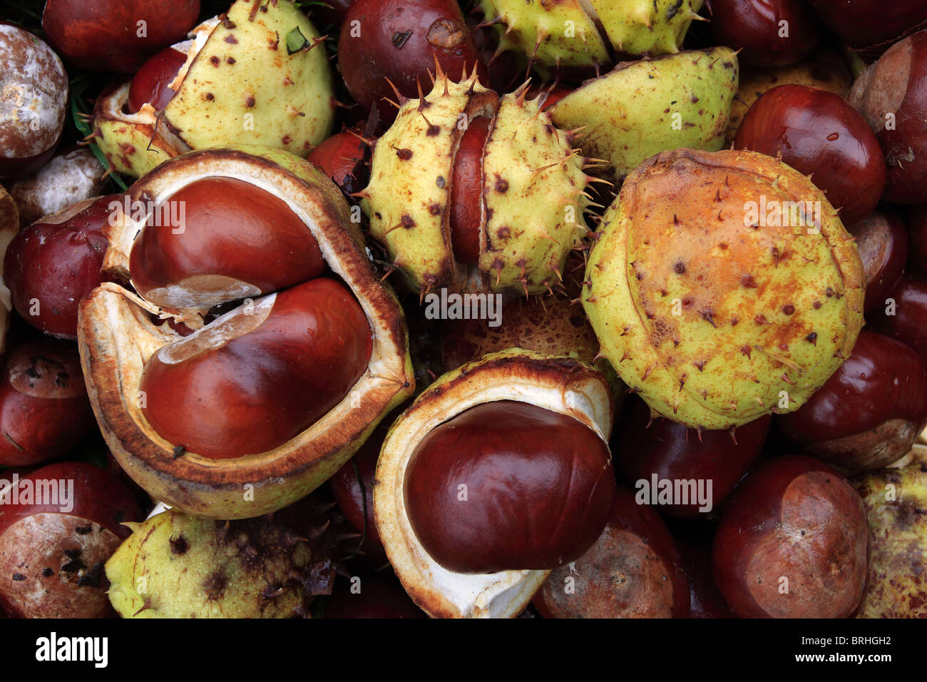 Conkers hi-res stock photography and images - Alamy