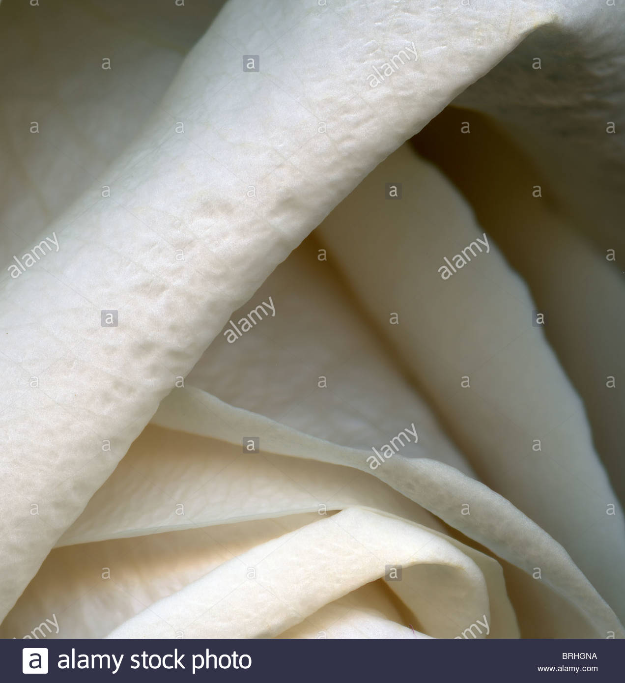 A white rose detail Stock Photo - Alamy