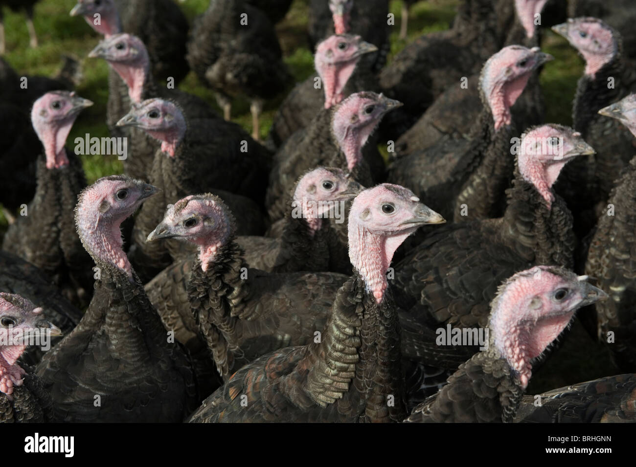 Kelly bronze turkeys hires stock photography and images Alamy
