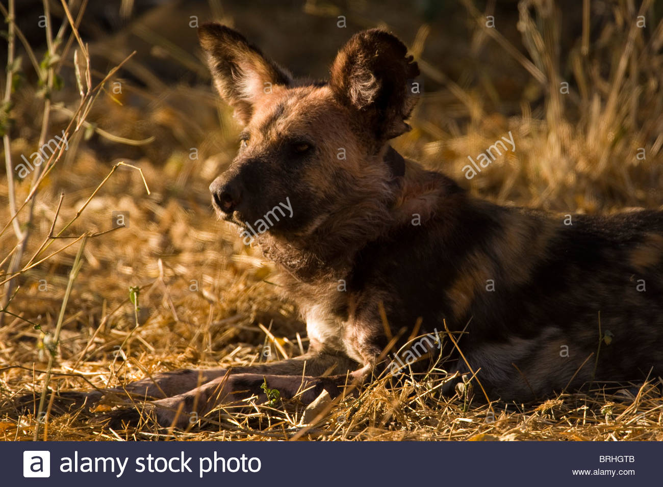 Portrait of an African wild dog in a light at night Stock Photo - Alamy
