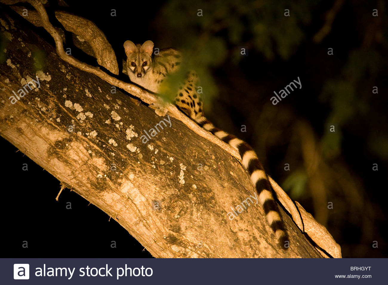 Large Spotted Genet sitting in a tree at night. Stock Photo