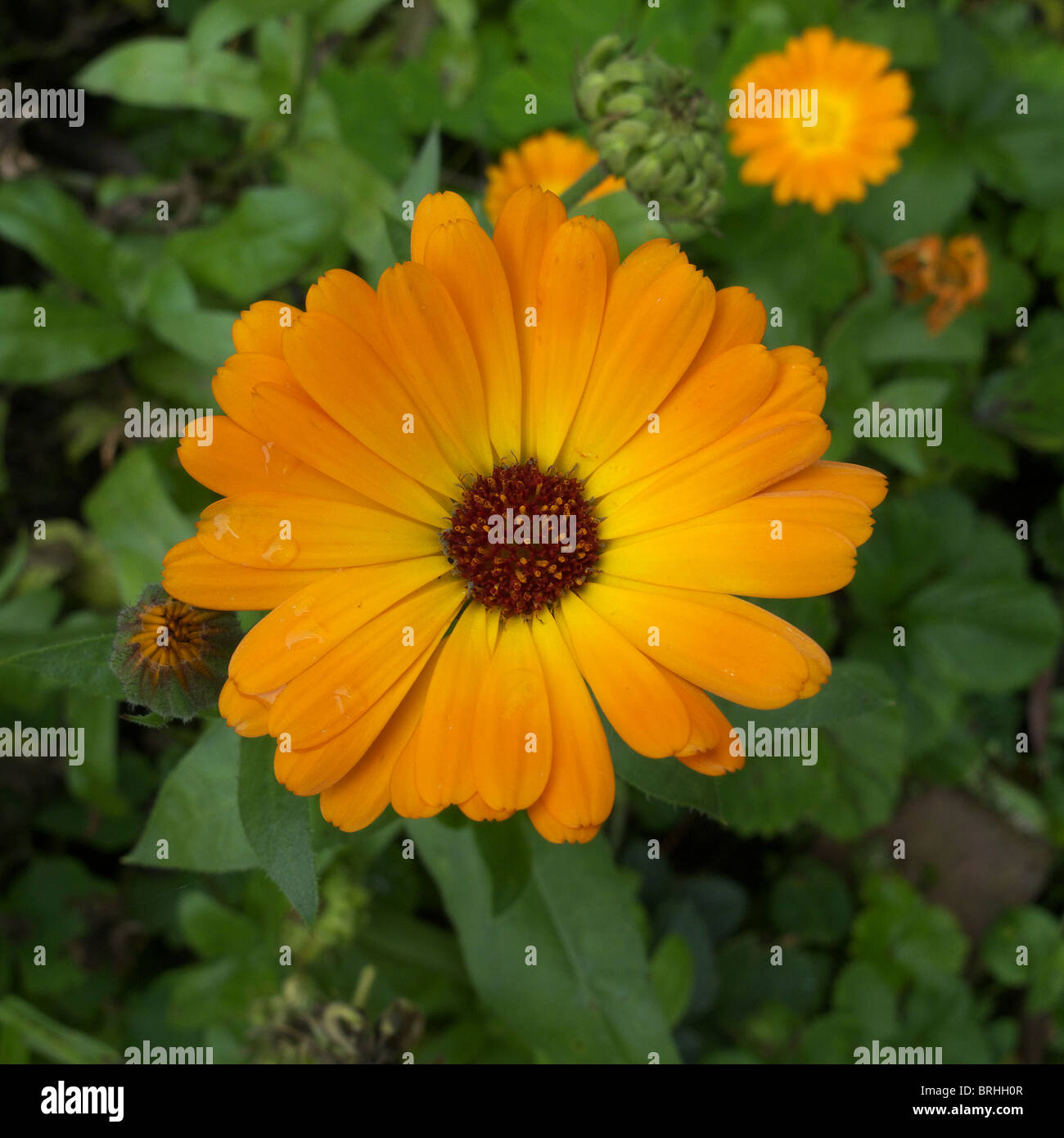 Calendula officinalis cultivar (Pot Marigold) Flower Stock Photo Alamy