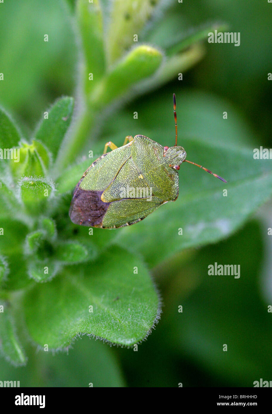 Green Shieldbug, Palomena prasina, Pentatomidae, Heteroptera, Hemiptera. A Shield or Stink Bug. Stock Photo