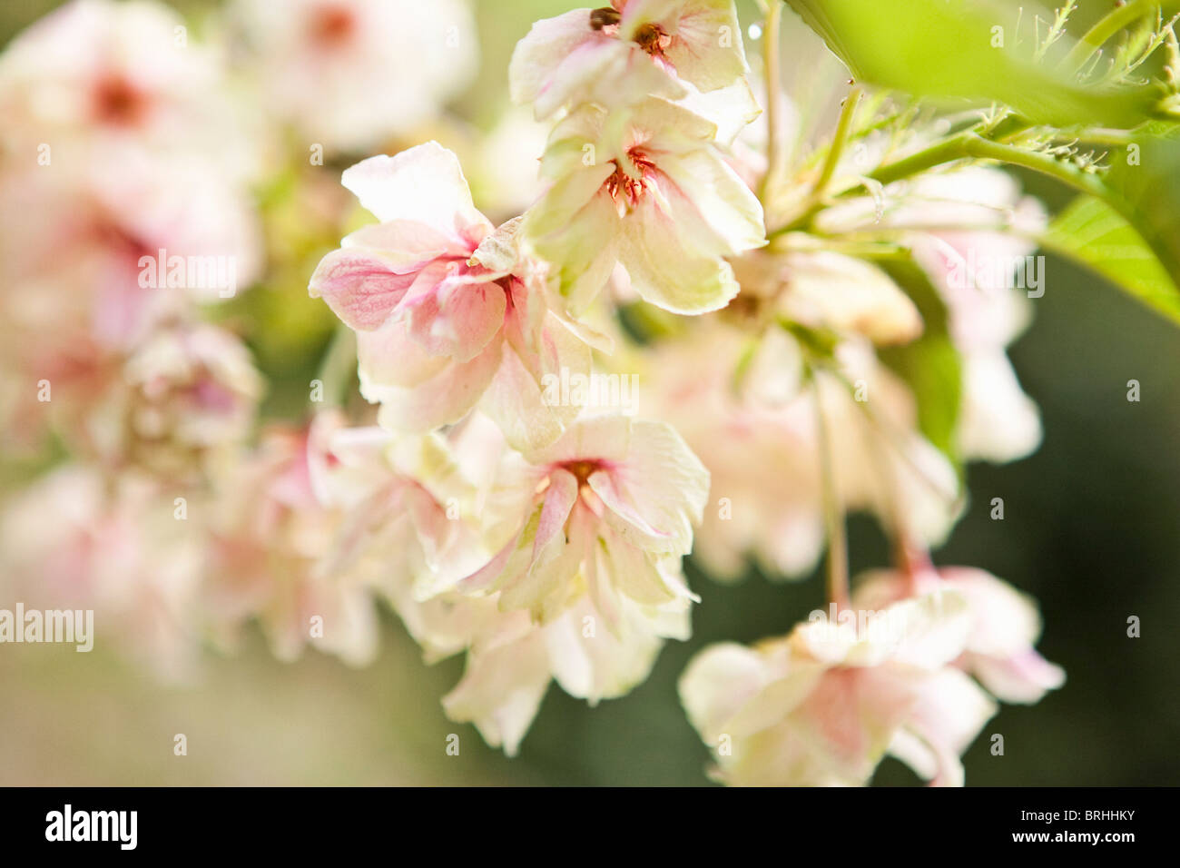 Close-up of Cherry Blossoms,  Kyoto, Kansai Region, Honshu, Japan Stock Photo