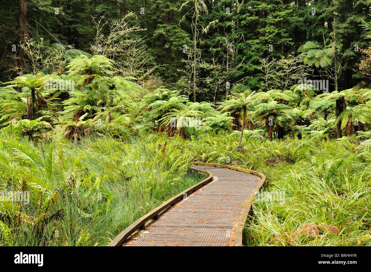 Walkway, The Redwoods, Whakarewarewa Forest, Rotorua, Bay of Plenty, North Island, New Zealand Stock Photo