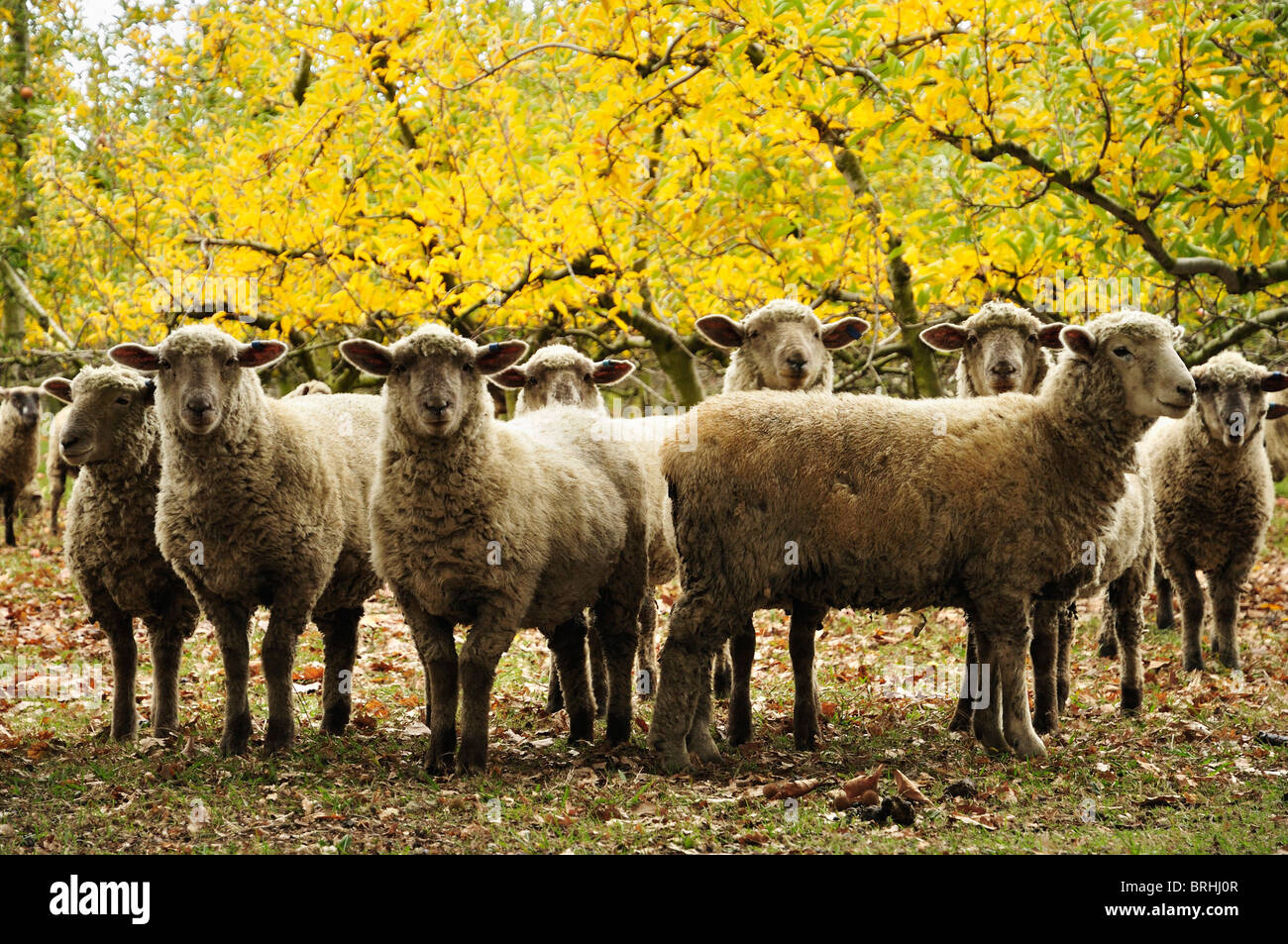 Domestic Sheep, Hawke's Bay, North Island, New Zealand Stock Photo