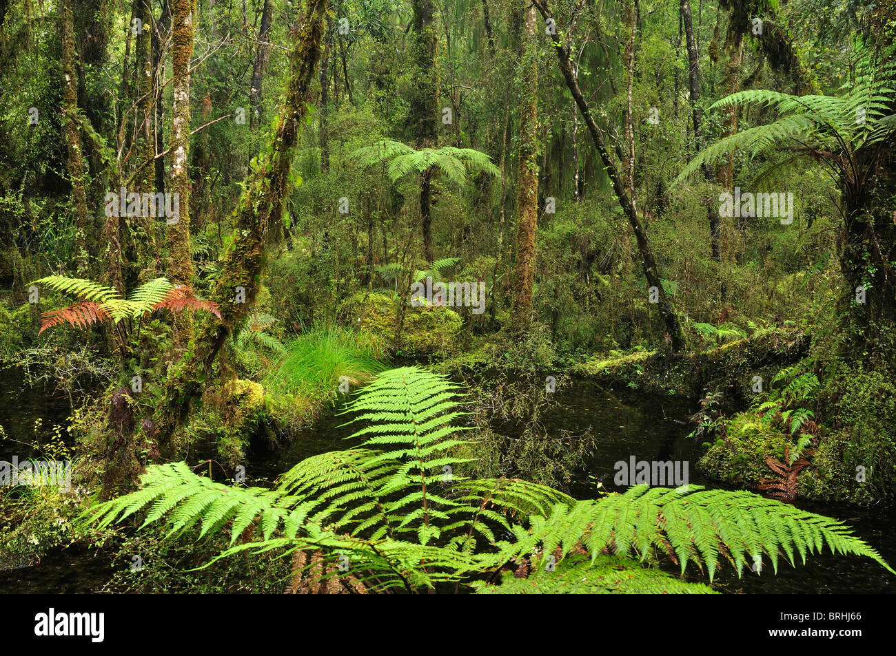 Swamp Forest, Ship Creek, West Coast, South Island, New Zealand Stock Photo Alamy
