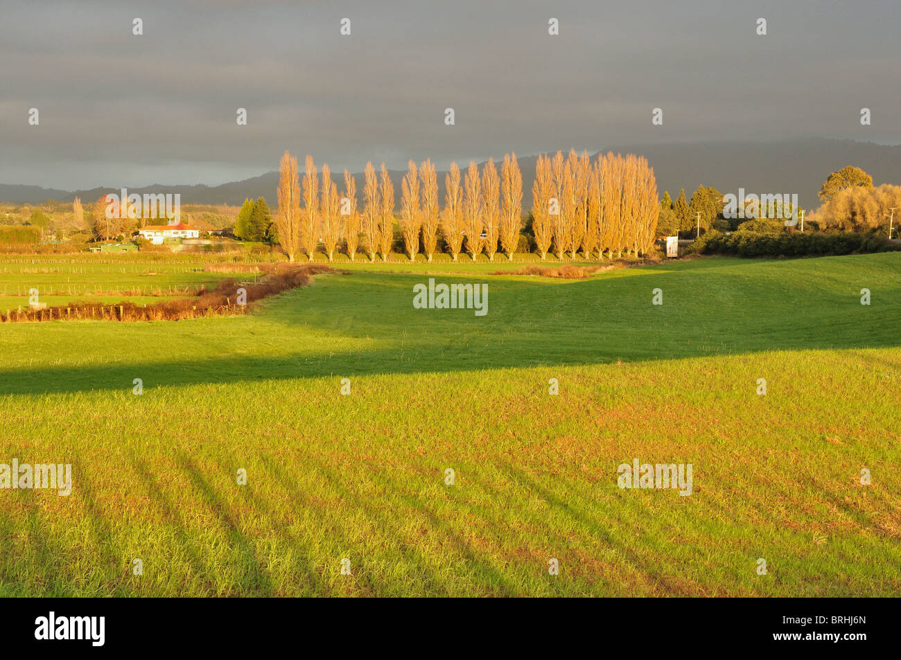 Farmland, near Te Puke, Bay of Plenty, North Island, New Zealand Stock ...