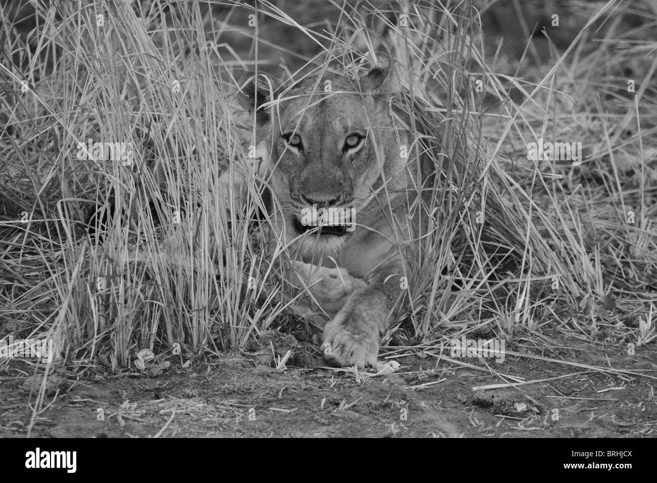 south luangwa national park zambia