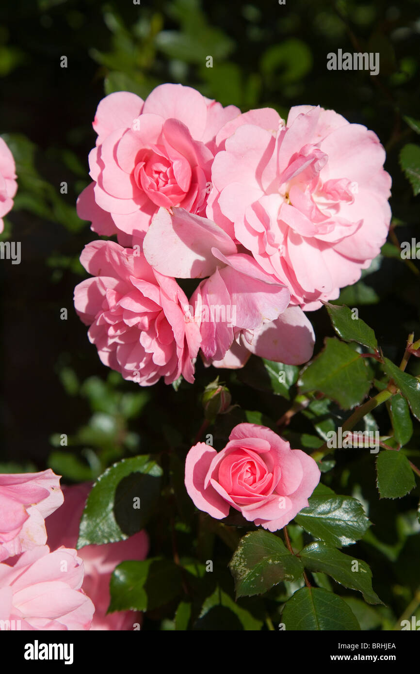 Rosa Bonica shrub rose (Meidomonac) Stock Photo