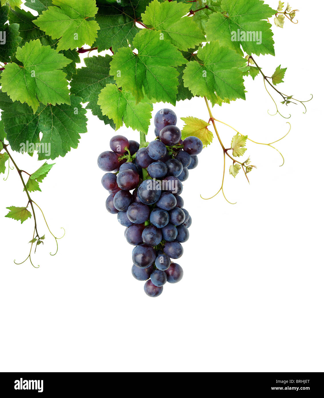 Fresh grapevine with blue grape cluster Stock Photo