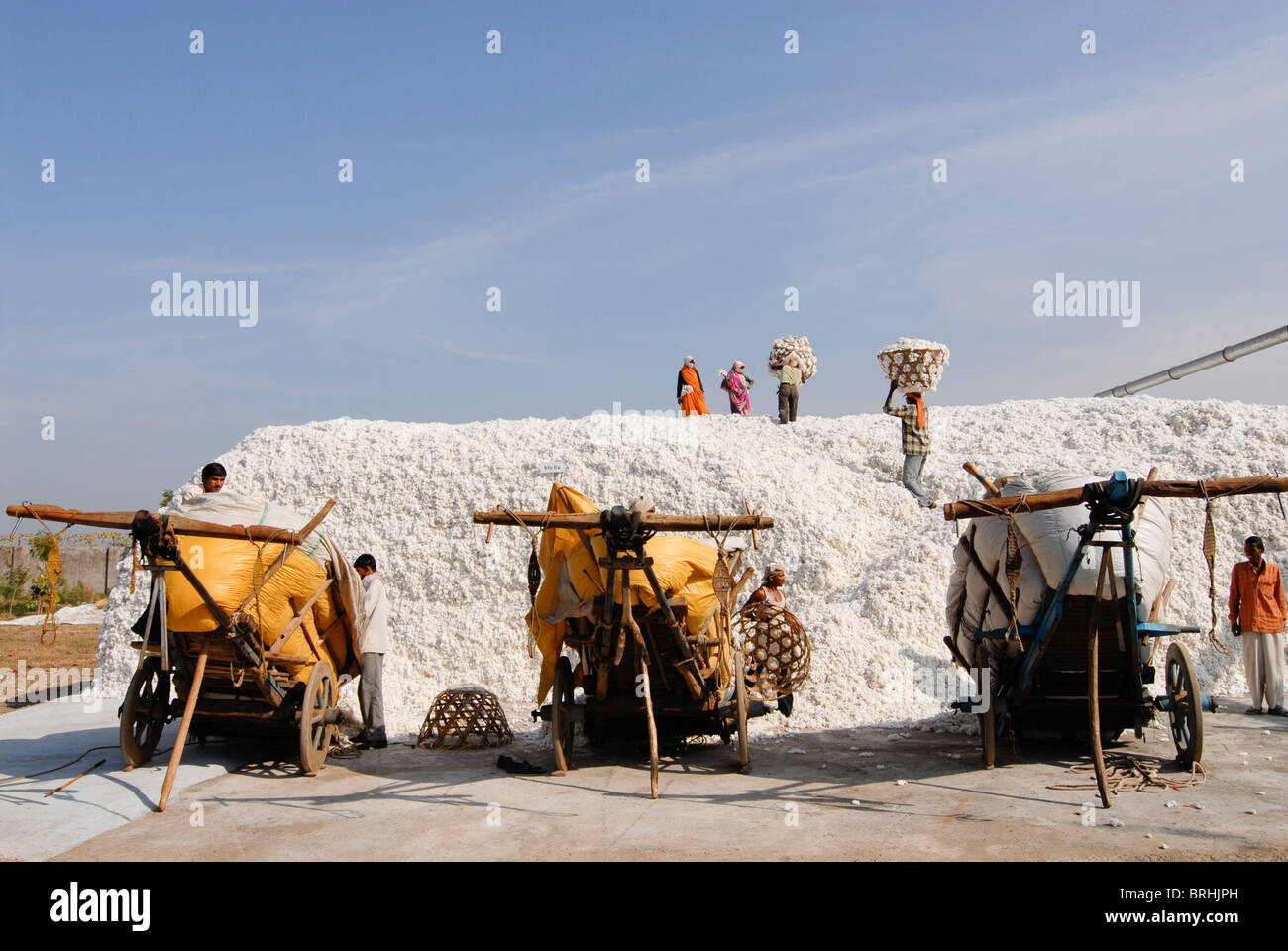 India, Madhya Pradesh , storage place for organic cotton at ginning factory in Kasrawad, farmer supply cotton harvest with bullock cart Stock Photo