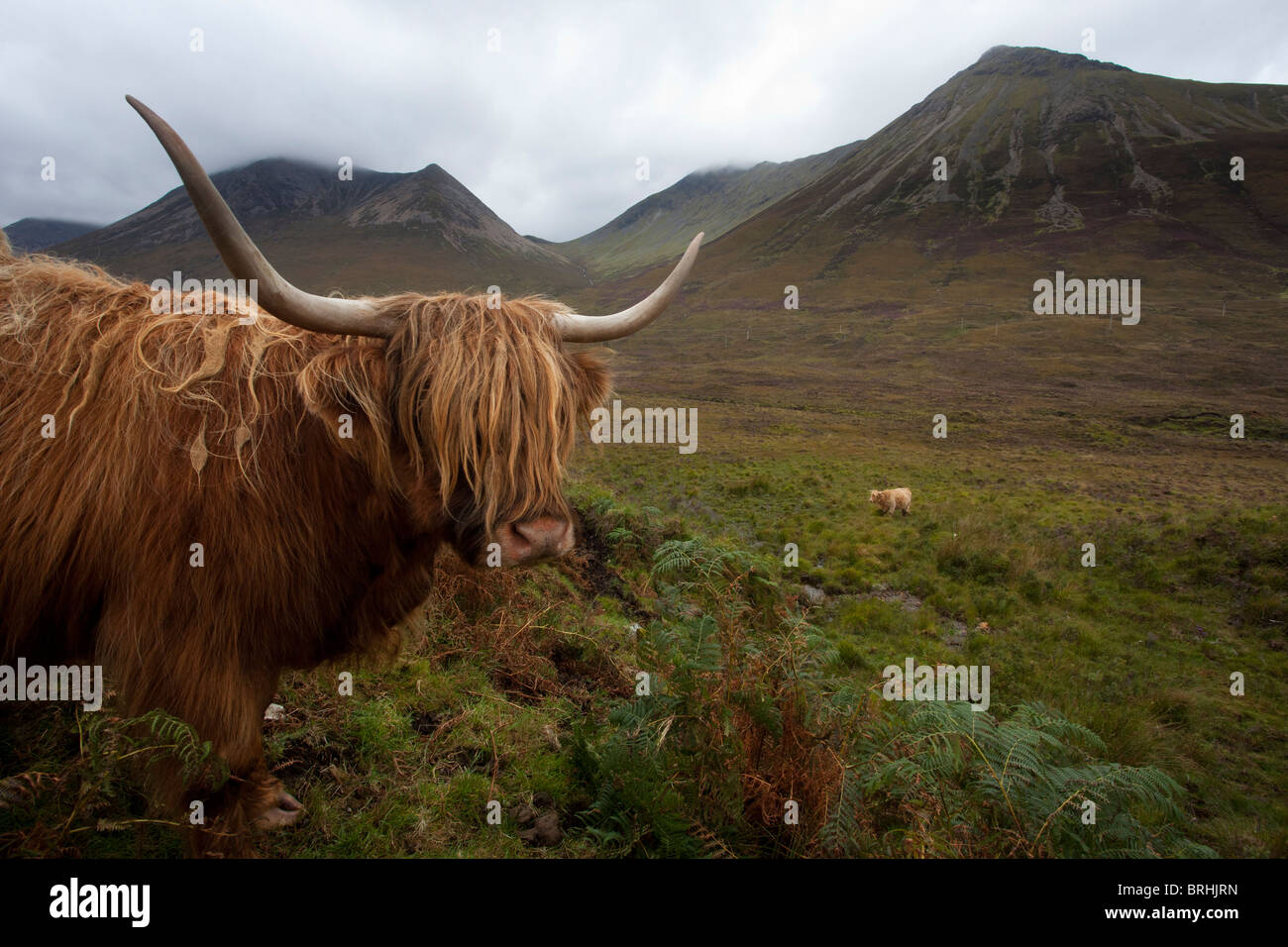 Highland cattle in front of the Cuillins mountains, isle of Skye, outer ...