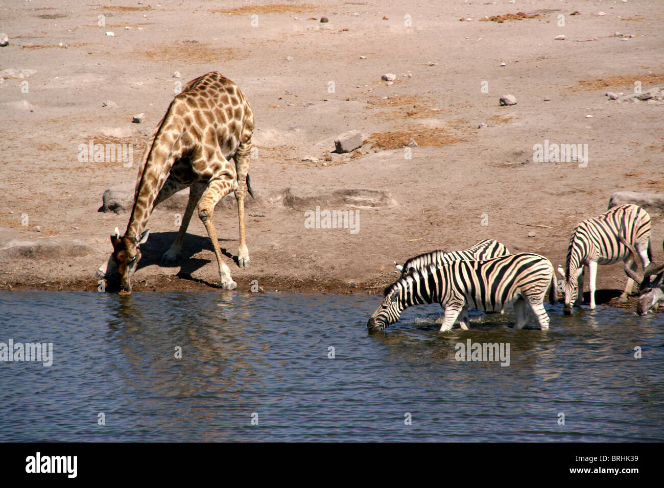 A giraffe shares a drink with a few zebras. Stock Photo