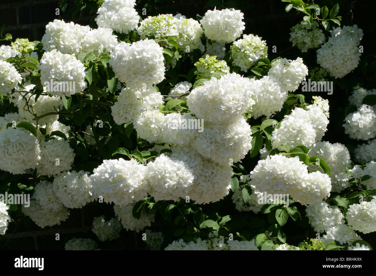 Chinese Viburnum, Viburnum macrocephalum 'Sterile', Adoxaceae, China