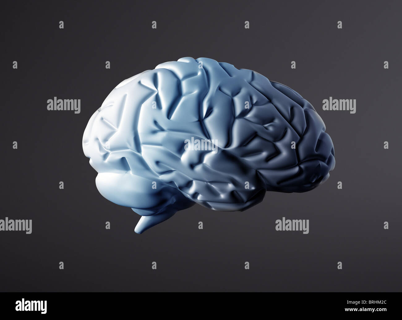 The human brain Stock Photo Alamy