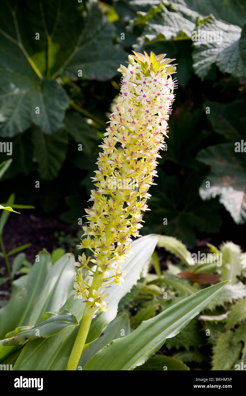 Eucomis pole evansii Stock Photo