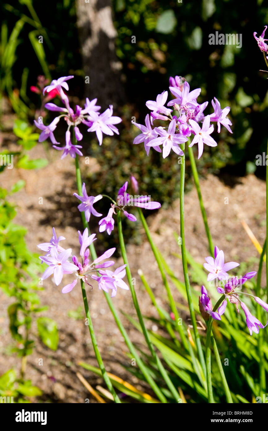 Tulbaghia John May's Special Stock Photo