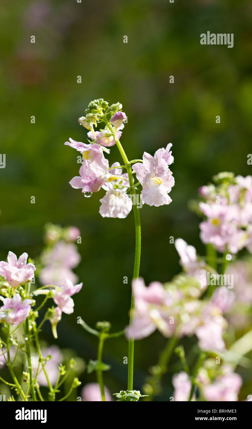 Pink Nemesia flower in early autumn Stock Photo