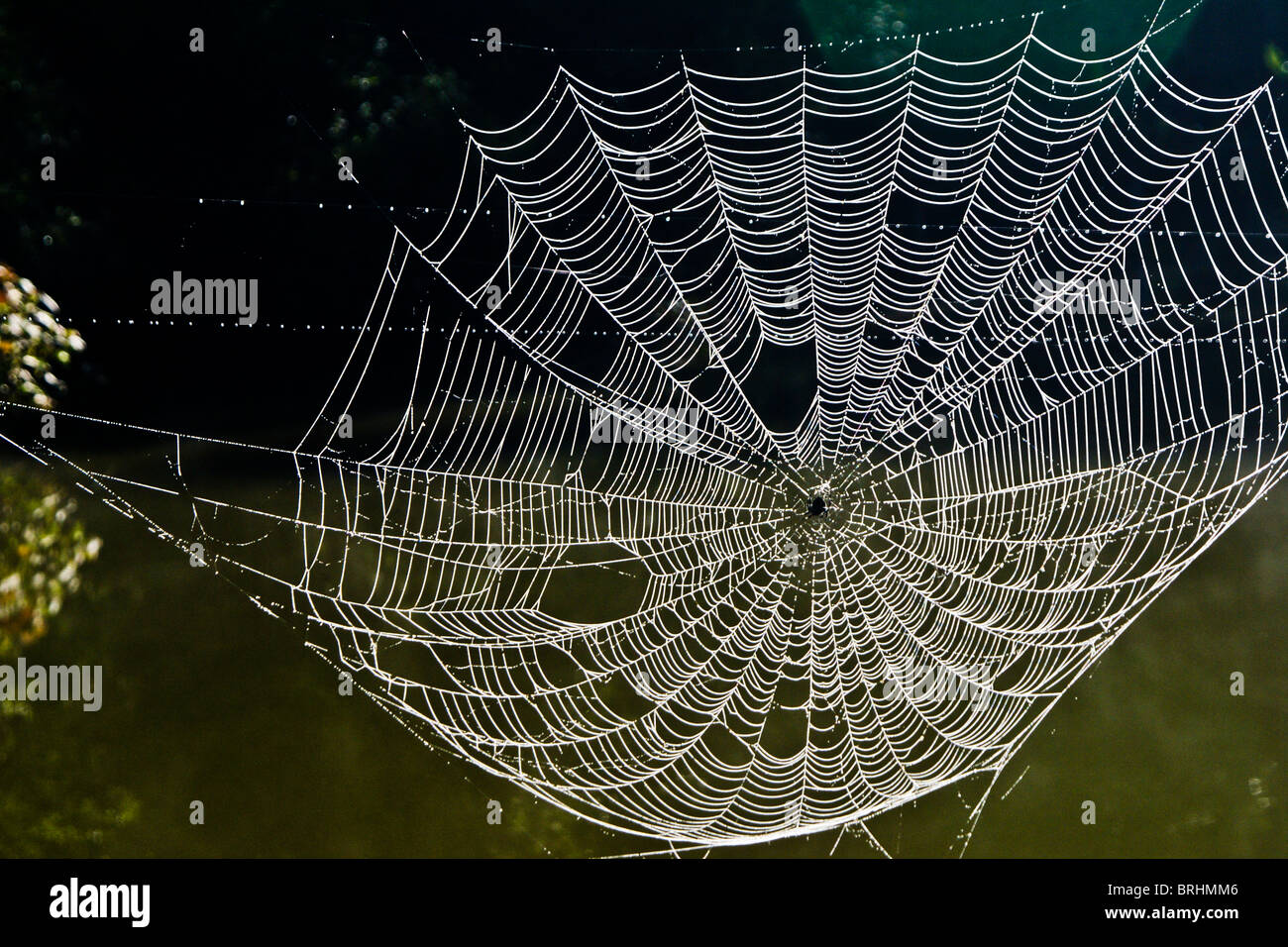 Dewy spider web, Madagascar Stock Photo