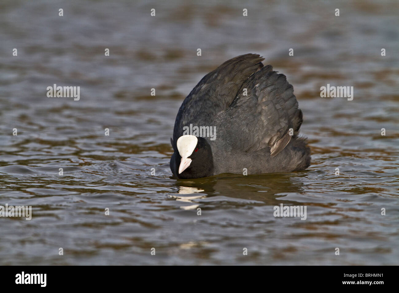 Coot (Fulicia atra ) showing aggression Stock Photo Alamy
