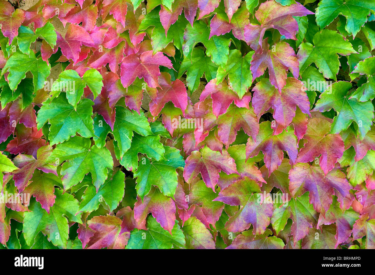 virginia creeper leaves climbing garden wall, normandy, france Stock