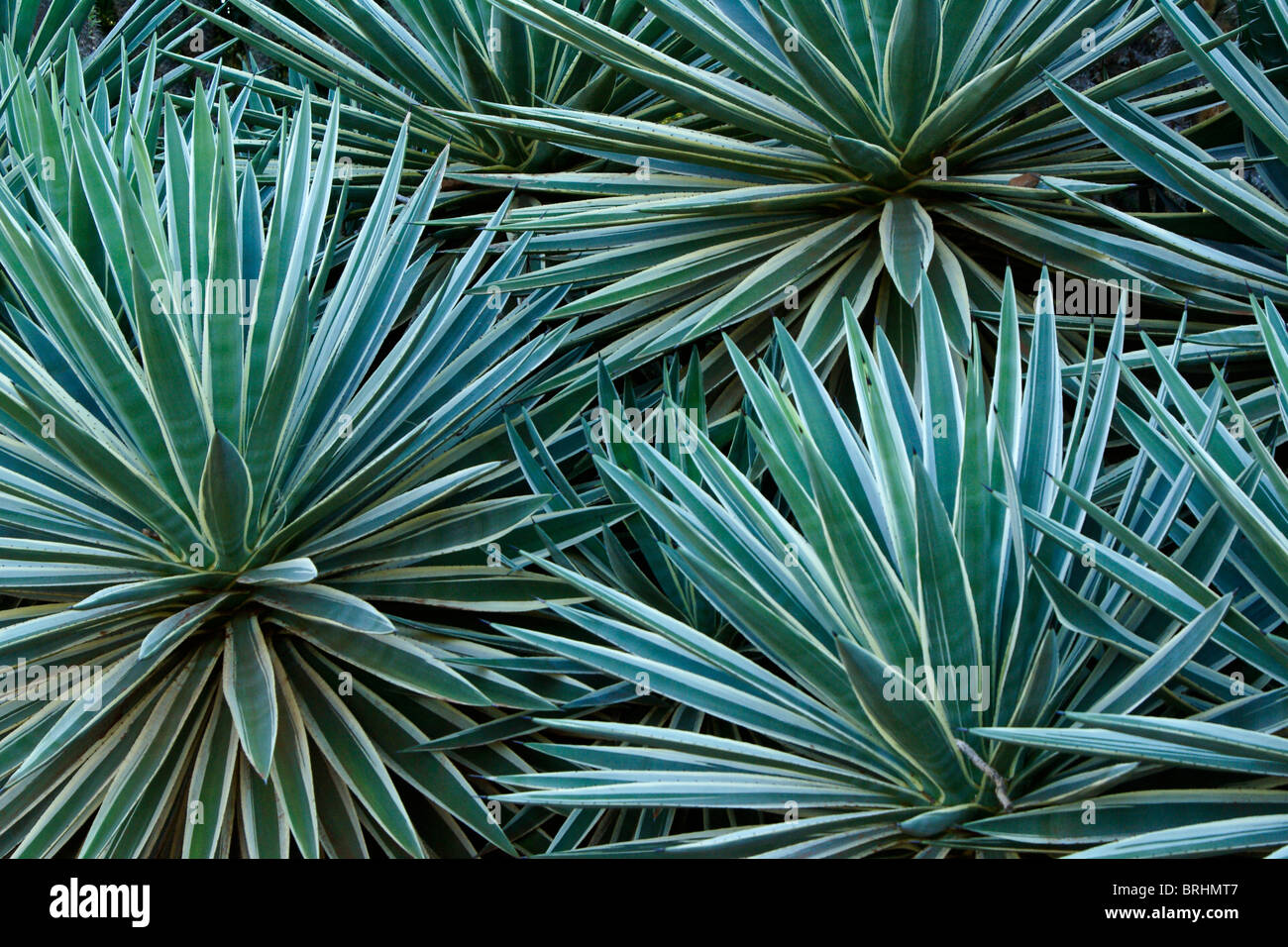 Sisal plant hi-res stock photography and images - Alamy