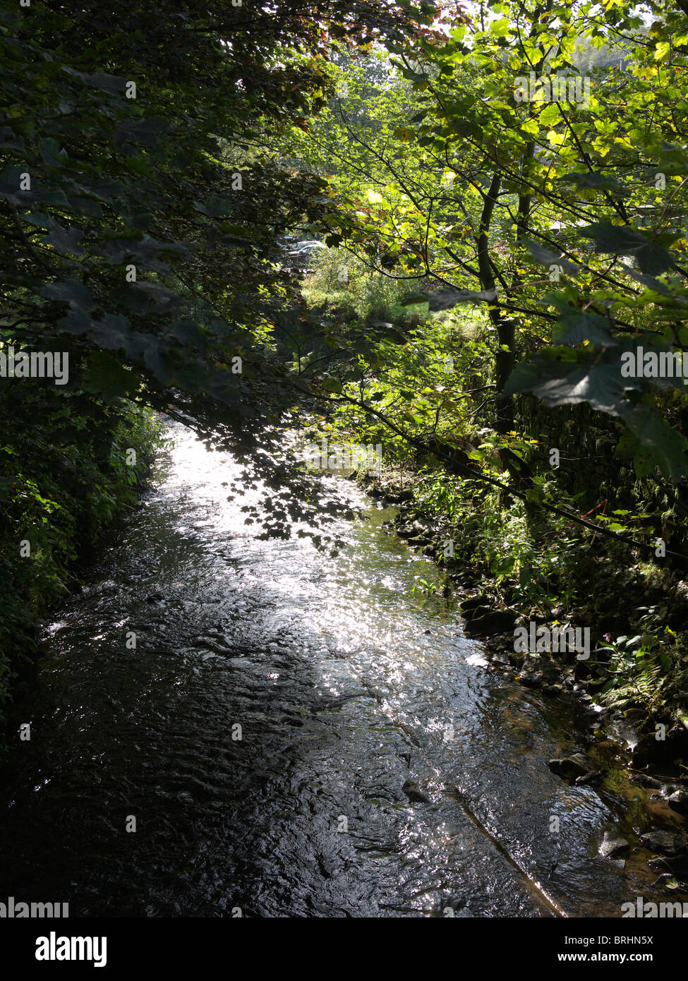 Stream with trees hi-res stock photography and images - Alamy