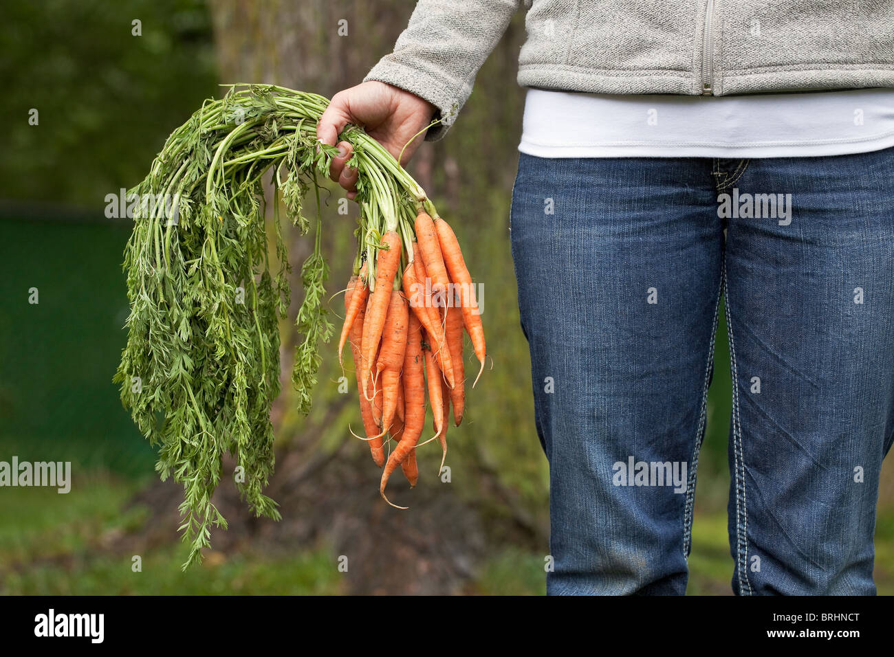 Woman holding a bunch of freshly picked organically grown carrots from the garden.  Winnipeg, Manitoba, Canada. Stock Photo