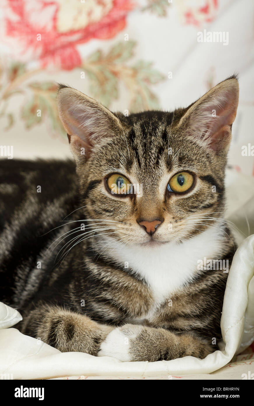 Mackerel tabby hires stock photography and images Alamy